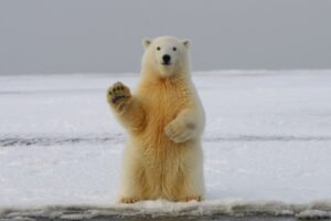 sitting-polar-bear-in-arctic-background