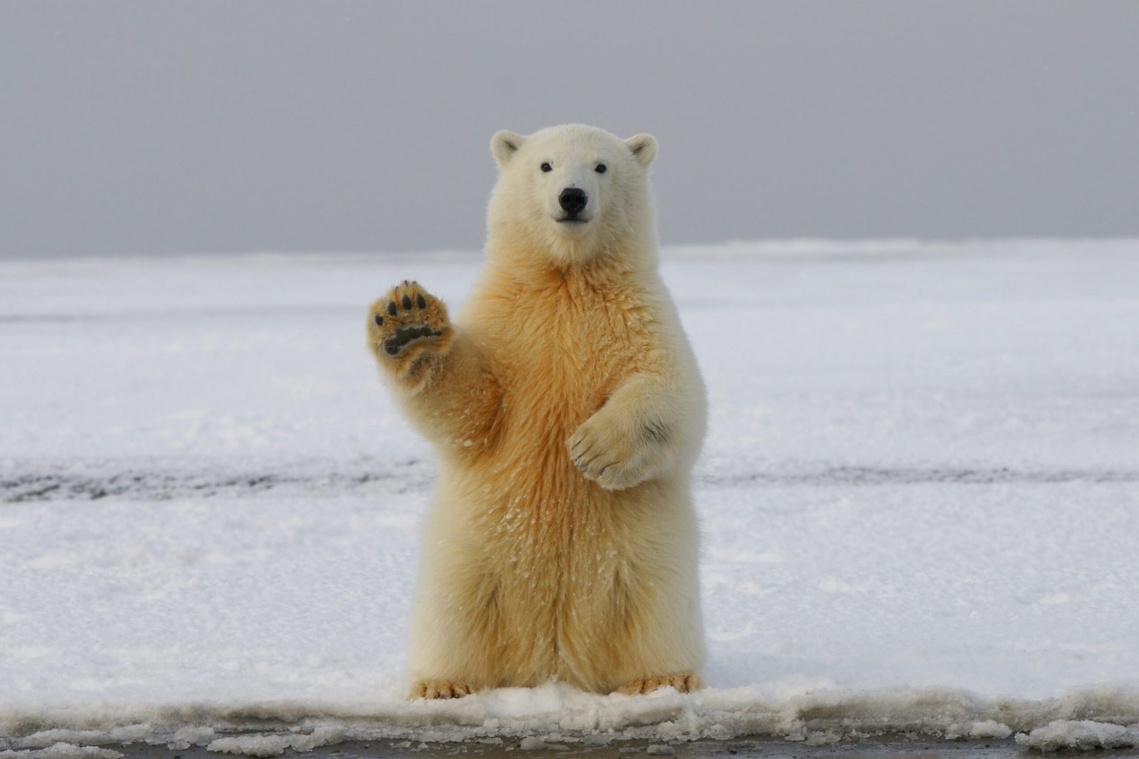 sitting-polar-bear-in-arctic-background
