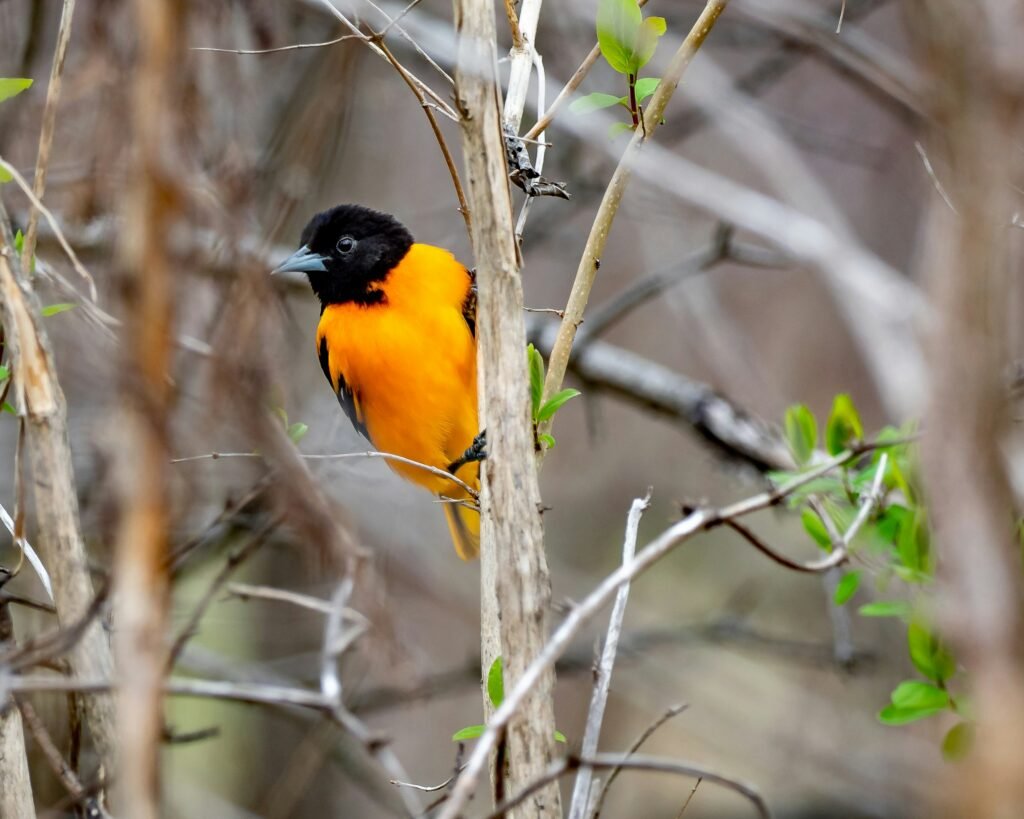 yello-chest-sparrow-sitting-on-a-twig