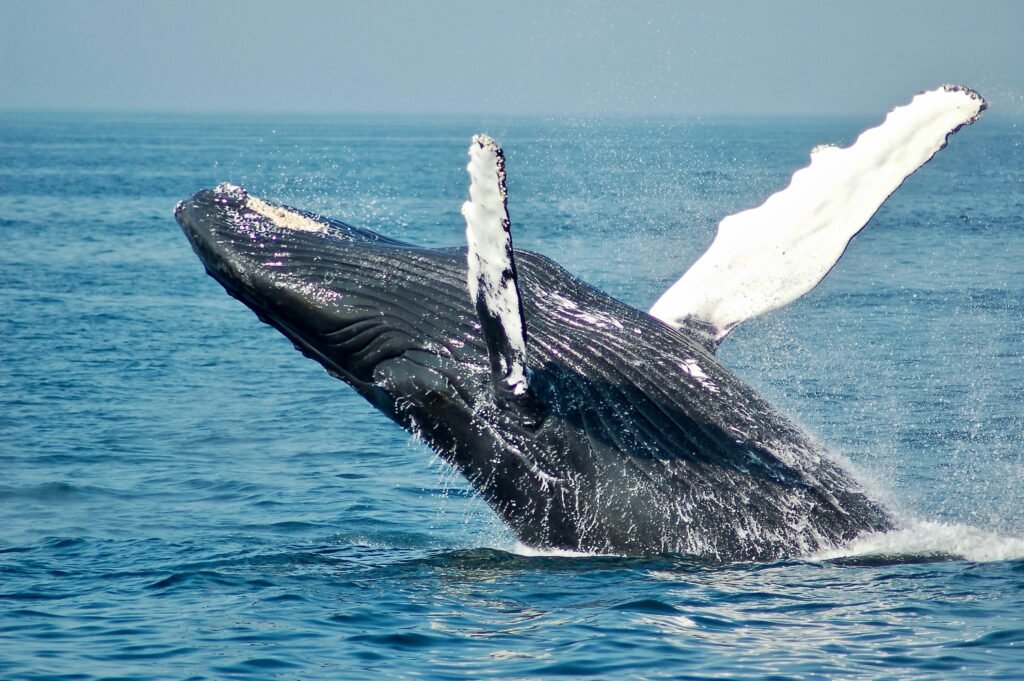 blue-whale-splashing-out-of-ocean-wildlife-and-nature-travel-experiences-marine-sighting