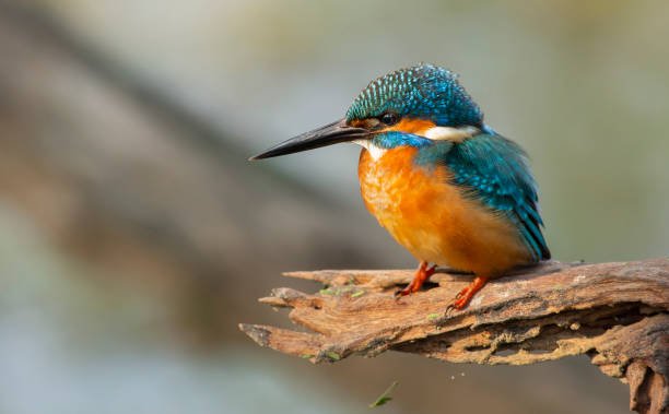 Community Service | Women & Youth Empowerment | Wildlife monitoring | Birdwatching / ornithology