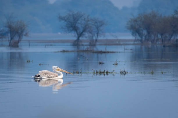Keoladeo Calling: Wetland Ecology, Bharatpur