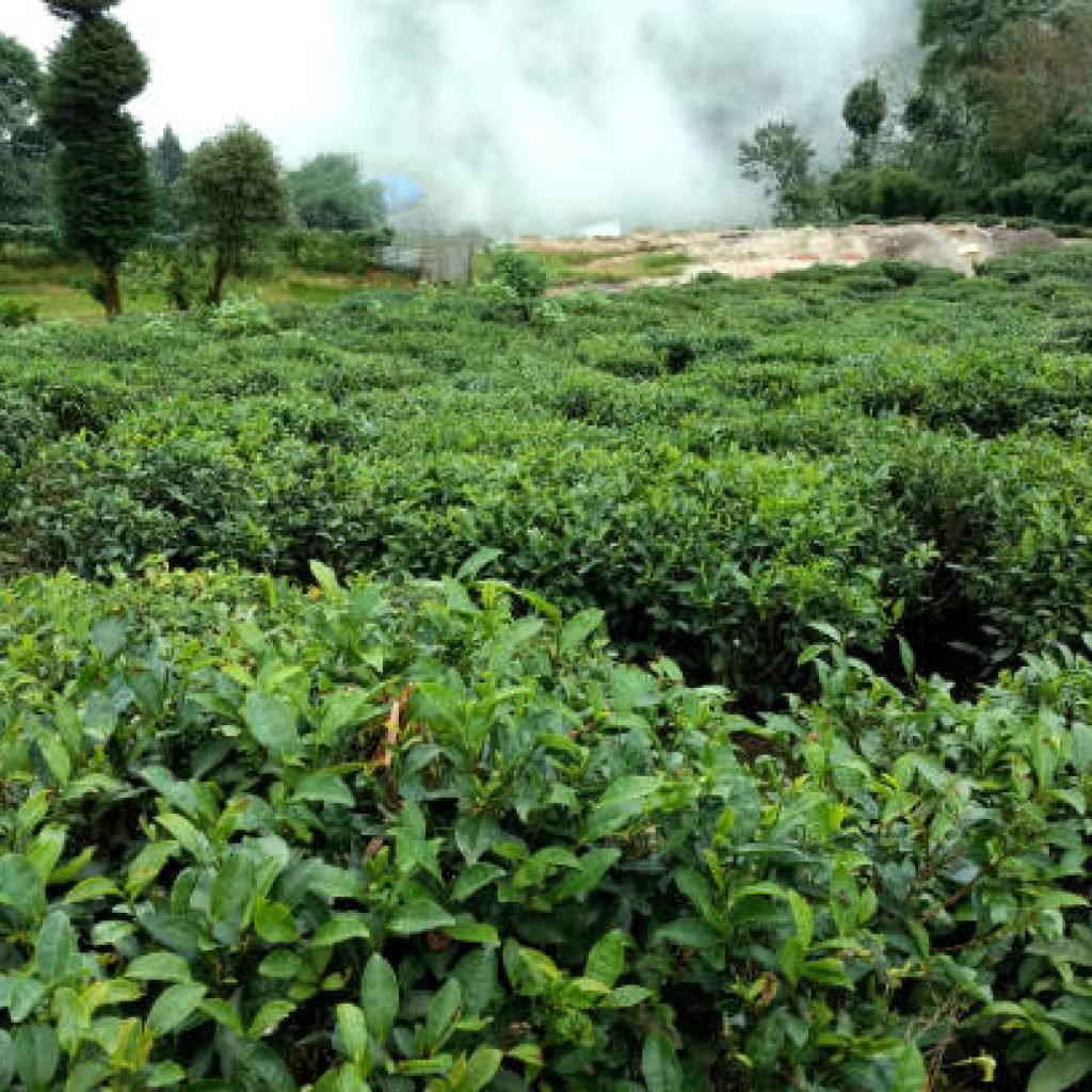 Roots & Soil: Organic Farming in Sikkim