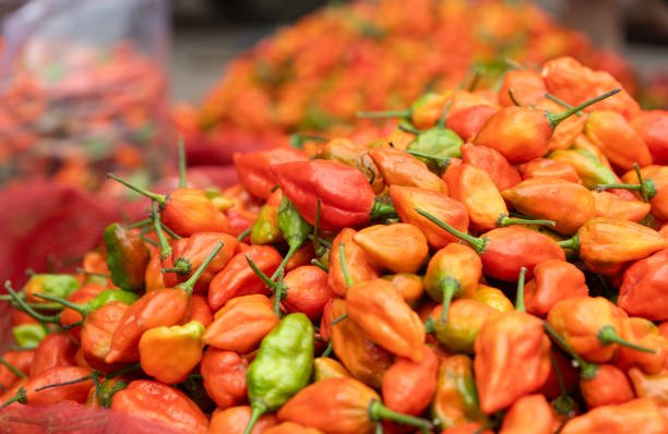 Operation Support | Culinary Heritage | Food documentation and writing | Indigenous food knowledge