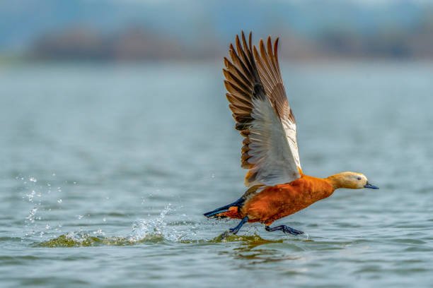 Keoladeo Calling: Wetland Ecology, Bharatpur