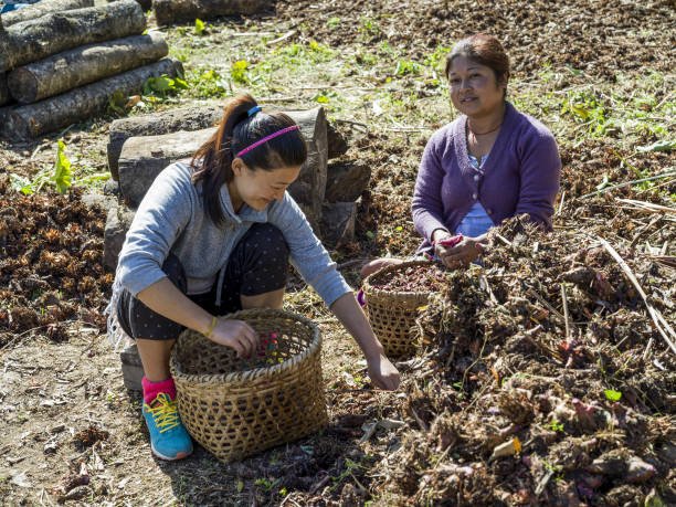 Roots & Soil: Organic Farming in Sikkim