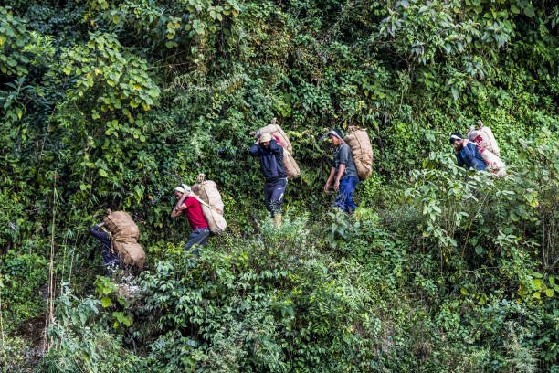 Roots & Soil: Organic Farming in Sikkim