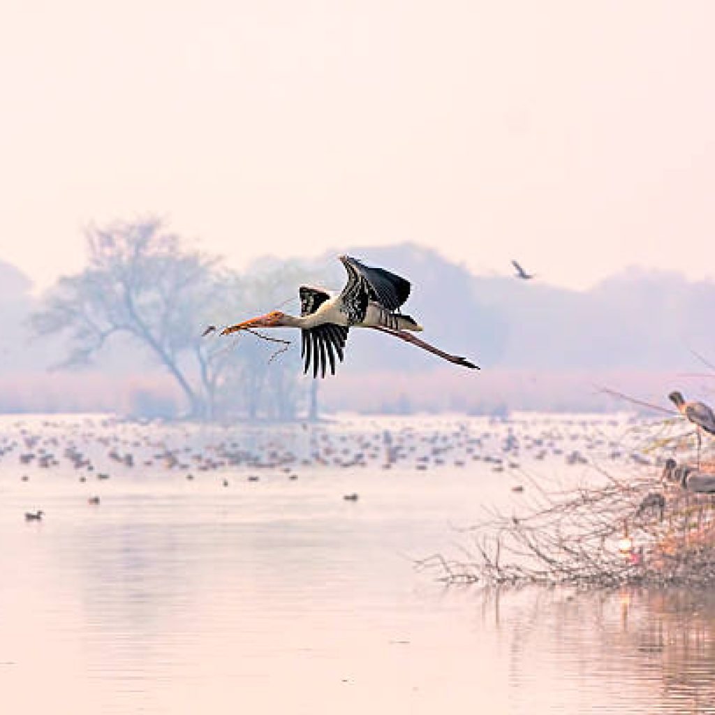 Keoladeo Calling: Wetland Ecology, Bharatpur