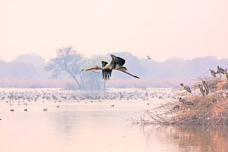 Keoladeo Calling: Wetland Ecology, Bharatpur
