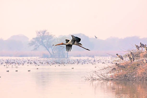 Community Service | Women & Youth Empowerment | Wildlife monitoring | Birdwatching / ornithology