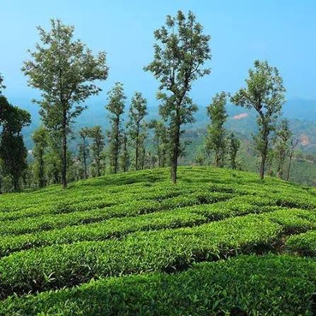Wild Hospitality: Eco-Lodge Life, Wayanad